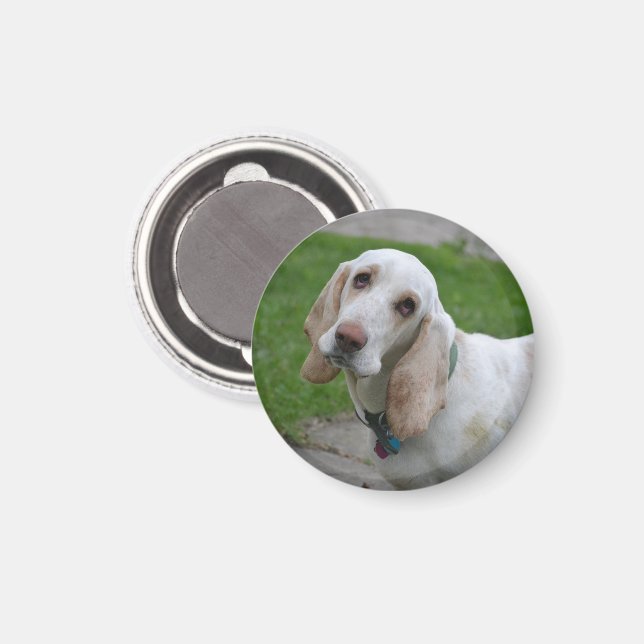 Bloodhound Face Magnet (Front/Back)