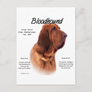Bloodhound History Design Postcard