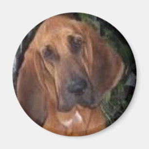 bloodhound magnet