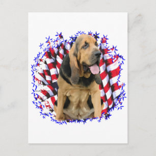 Bloodhound Patriot Postcard