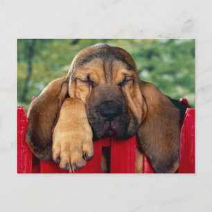BloodHound Postcard
