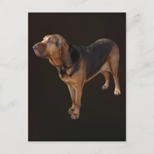 Bloodhound Postcard