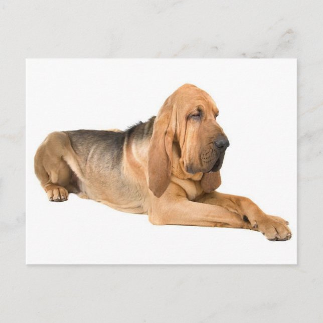 Bloodhound Puppy Dog Greeting Postcard (Front)