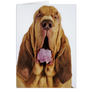 Bloodhound (St. Hubert Hound) with closed eyes,