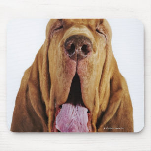 Bloodhound (St. Hubert Hound) with closed eyes, Mouse Pad