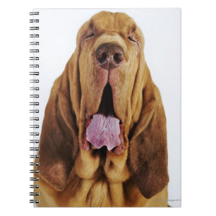 Bloodhound (St. Hubert Hound) with closed eyes, Notebook