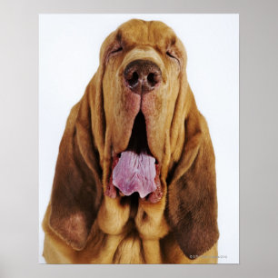 Bloodhound (St. Hubert Hound) with closed eyes, Poster