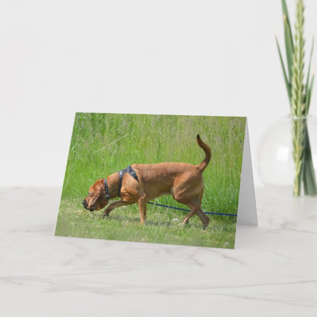 Bloodhound Tracking Dog Photography Greeting Card (Front)