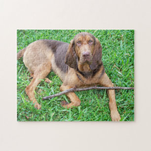 Bloodhound with Stick Jigsaw Puzzle