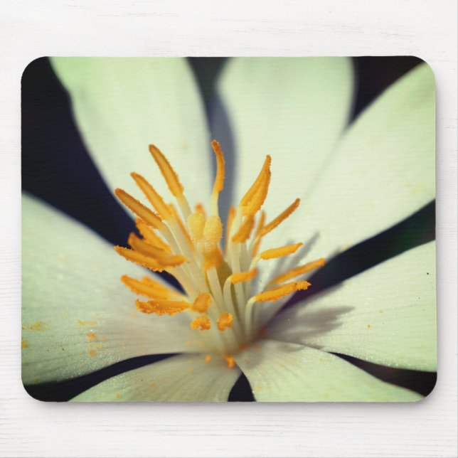 Bloodroot Flower Centre Close Up Mouse Pad (Front)