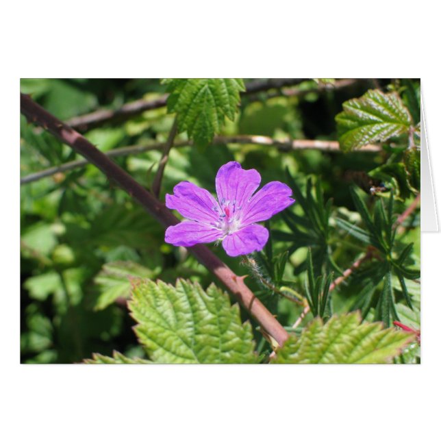 Bloody Cranesbill, Aran Islands, Ireland (Front Horizontal)