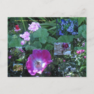 bloom above all else bloom postcard