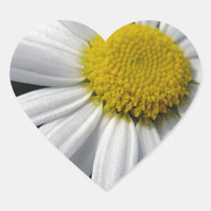 Bloom centre white daisy heart sticker