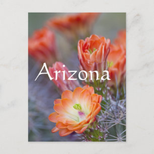Bloom in Orange, Arizona Postcard