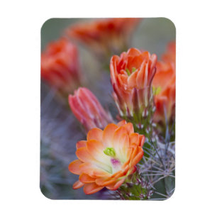 Bloom in Orange Magnet