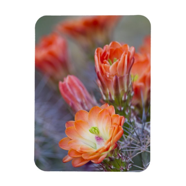 Bloom in Orange Magnet (Vertical)