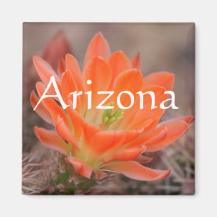 Bloom in orange magnet, Arizona Magnet
