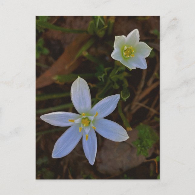 bloom in white  postcard (Front)
