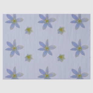 bloom in white tissue paper