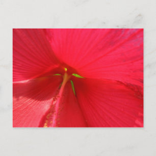 Bloom Postcard