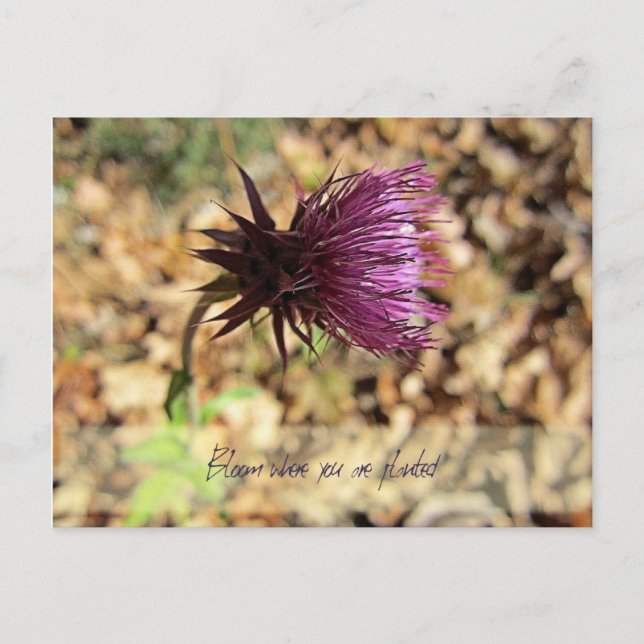 Bloom... Postcard (Front)