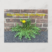 Bloom Where You Are Planted Dandelion Flower