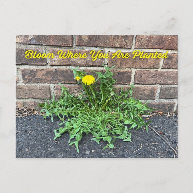 Bloom Where You Are Planted Dandelion Flower Postcard (Front)