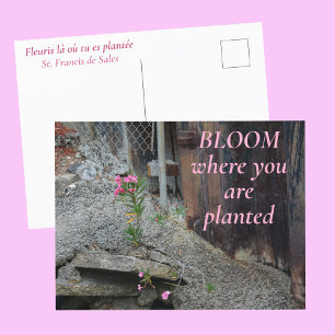 Bloom Where You are Planted Pink Floral Postcard