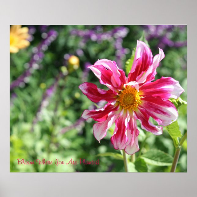Bloom Where You Are Planted Poster (Front)