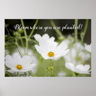 Bloom Where you are Planted White Floral Photo Poster