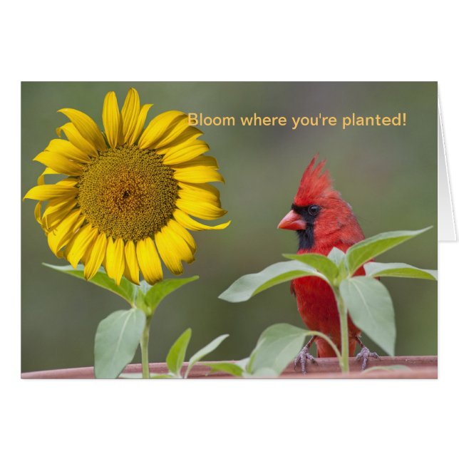 Bloom where you're planted! (Front Horizontal)