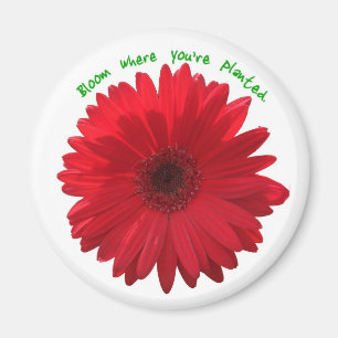 Bloom where you're planted magnet