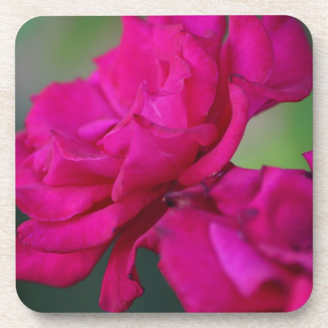 Bloomed Pink Rose Coaster (Front)