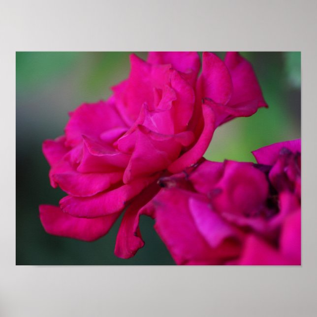 Bloomed Pink Rose Poster (Front)