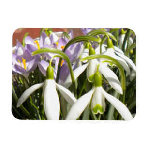 Bloomin' Spring Magnet