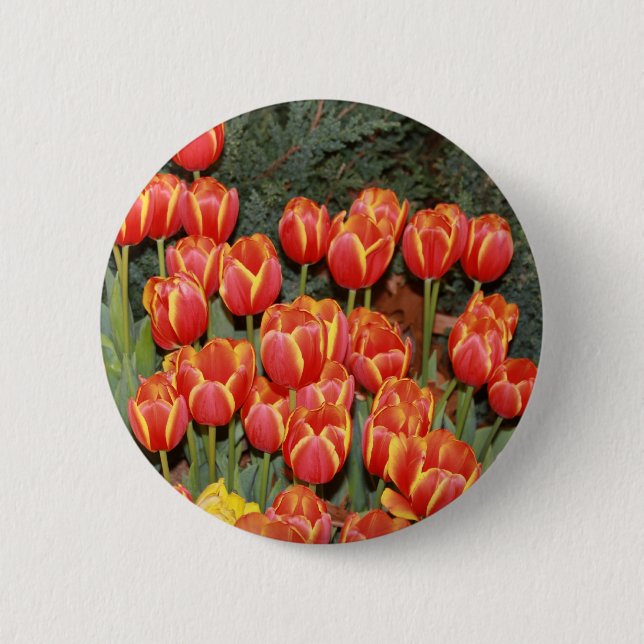 Bloomin' Tulips! 6 Cm Round Badge (Front)