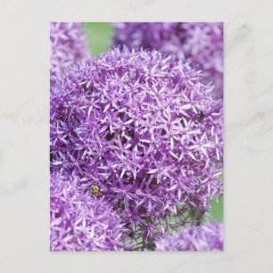 Blooming Allium Flowers Postcard