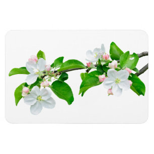 Blooming apple tree branch magnet