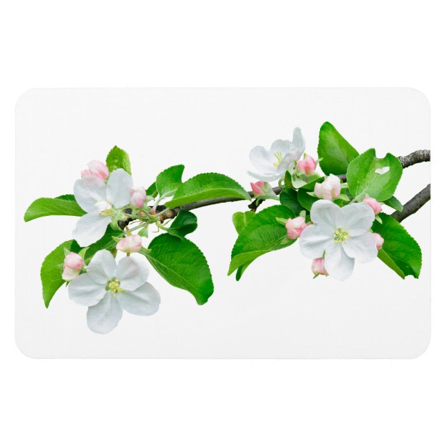 Blooming apple tree branch magnet (Horizontal)