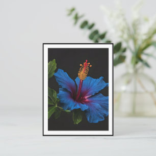 Blooming Blue Hibiscus Flower, Postcard