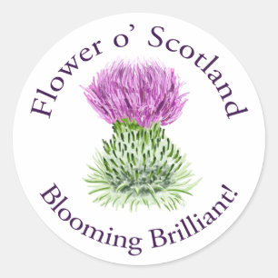 Blooming Brilliant Scottish Thistle Classic Round Sticker