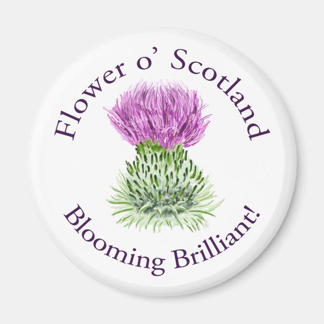 Blooming Brilliant Scottish Thistle Magnet (Front)