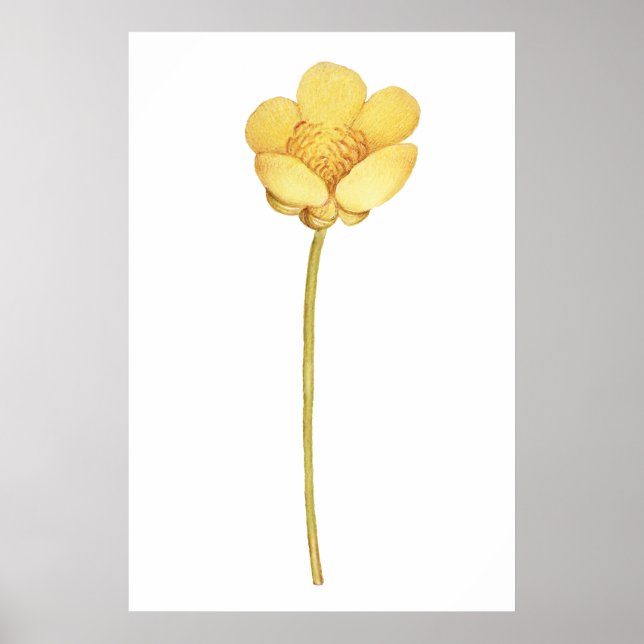 Blooming buttercup yellow flower poster (Front)