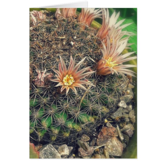 Blooming Cacti (Front)