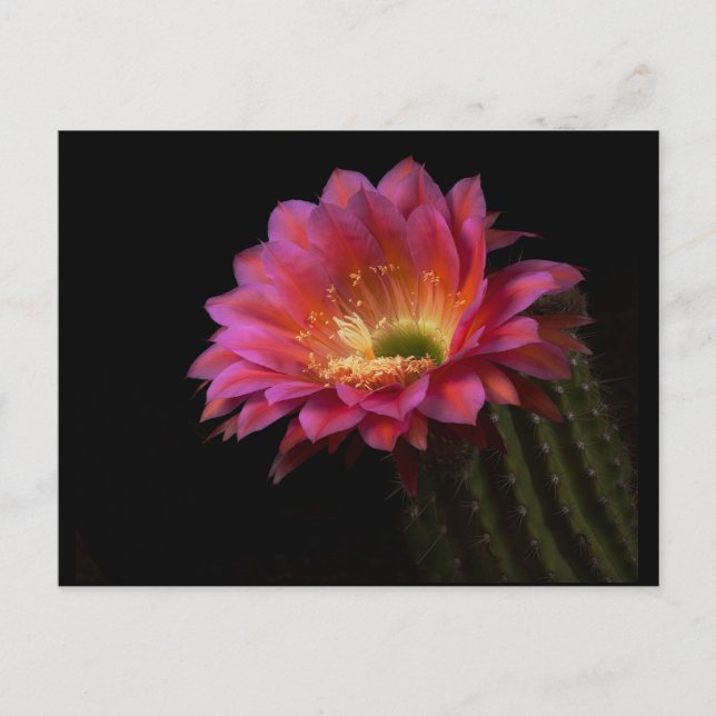 Blooming  Cactus Delight Postcard (Front)