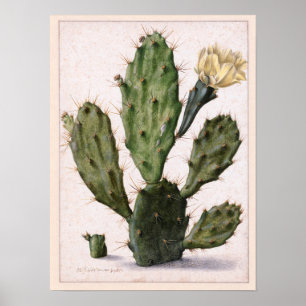 blooming cactus 🌵 poster