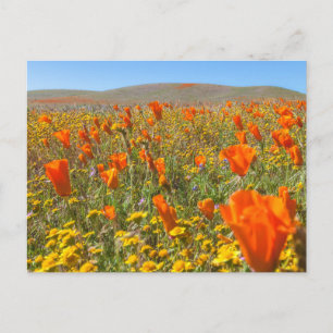 Blooming California Poppies Field in Spring Postcard