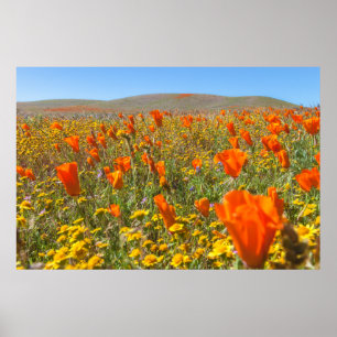 Blooming California Poppies in Spring Poster