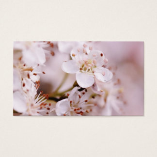 Blooming Cherry Blossoms