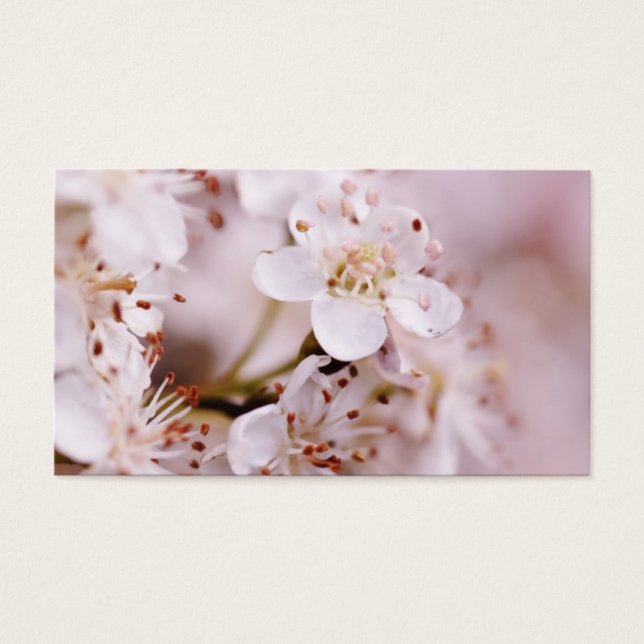 Blooming Cherry Blossoms (Front)